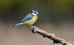 Chapim-azul, Blue Tit