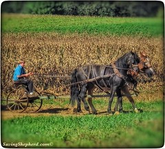 Today’s Truth ...  “Hope is the power that gives a person confidence to try.”  ~ Amish Proverb ❤️