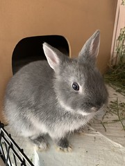 Dwarf Rabbit