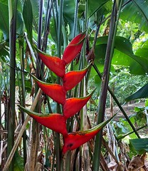 Flores Heliconias ⭐️ (Explore ⭐️ 12 - 9 - 2024)