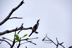 2020-03-21_09-58-21_Costa_Rica_-_Manzanillo_K70_JH