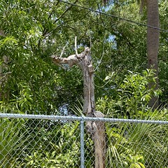 Chain-Link