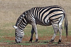 zebra (hippotigris)