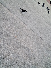 Urban Birds on Pavement © 201415580@N03 Flickr