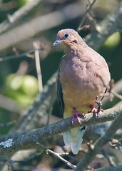 Mourning dove perched in our apple tree, looking for lunch.  #BirdWatching #Dove #MourningDove #TrumbullCT