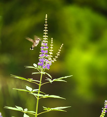 Hummingbird on Vitex Flower Spike: Explore 9.14.2024