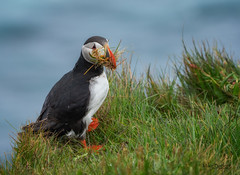 Puffin with nesting material