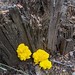 Bright mushrooms