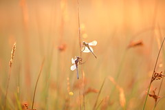 Dragonfly in morninglight