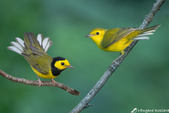 Hooded Warbler fall composite