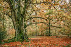 Autumnal Fine Art View of the Massive Moss-Covered Trunk of 'The Great Beech Tree' (Fagus sylvatica) (J08727), Grey Ride, Savernake Forest, Marlborough, Wiltshire