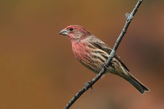 House Finch  / Roselin familier ( Diane )