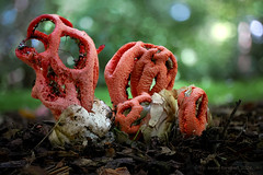 Clathrus ruber - Traliestinkzwam