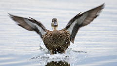 Incoming Blue-winged Teal