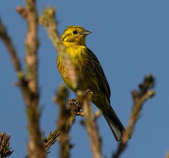 Escribano Cerillo - Yellowhammer - Emberiza citrinella