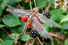 Autumnal Dragonfly