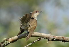 Coulicou à bec noir - Black-Billed Cuckoo