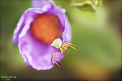 Thomisus (araña cangrejo)