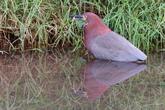 Rufescent Tiger-Heron, Onoré rayé (Tigrisoma lineatum) - Urban Reserve Arroyo Itá, Posadas, Misiones Province, ARGENTINA © 58280154@N07 Flickr