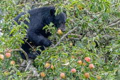 Apple Season