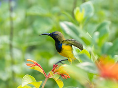 Adorned Sunbird (Ornate Sunbird | Grünrücken-Nektarvogel | Souimanga à dos vert)