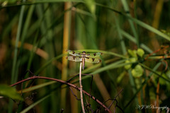 Common Whitetail