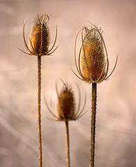 Whispers of Autumn: Thistle Trio in Repose