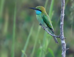 Merops orientalis ceylonicus. Asian green bee-eaterMerops orientalis ceylonicus. Asian green bee-eater