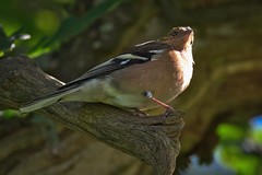 Chaffinch