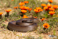 Pseudaspis cana - Mole Snake