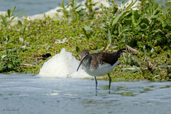 Green Sandpiper | Witgat | Waldwasserläufer, (Tringa Ochropus)