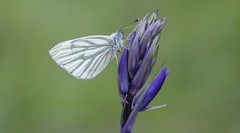 Green-veined White (Pieris napi).