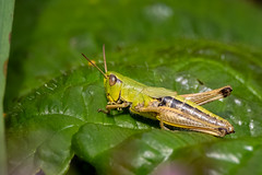 Meadow Grasshopper♀ (Chorthippus parallelus)