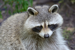 Portrait of a Raccoon