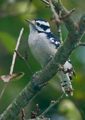 Cute little female #DownyWoodpecker perched outside my office window.  #BirdWatching #Woodpecker #Downy #TrumbullCT.