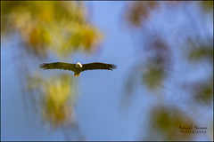 Bald Eagle Flyover  262-366 2024