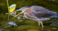 Green Heron having breakfast