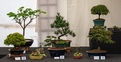 Leicestershire Bonsai Club display 02