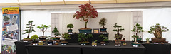 Leicestershire Bonsai Club full display