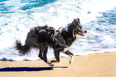 Four off the floor: mad dog on Blouberg beach