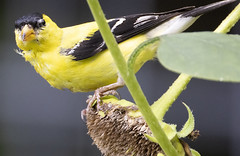 Goldfinch on sunflower -  Hampton Roads -  Virginia