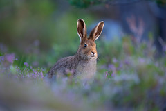 European hare (Brown hare)