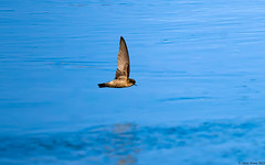 Himalayan Swiftlet (Aerodramus brevirostris)