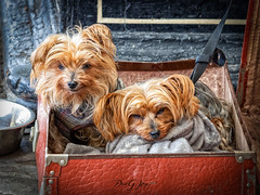 Really cute, snuggled dogs in a Suitcase. Platform 2, Ramsbottom Station.