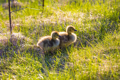 Two Baby Geese Walking in Sunlit Grass