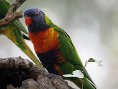 Rainbow Lorikeet (Trichoglossus moluccanus moluccanus)