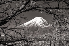 Fuji Framed