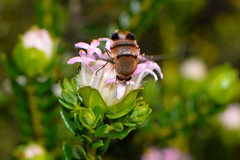 Meomyia sp.