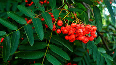 Birds Love Red Rowan Berries