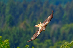 ~ Red Kite ~ Explored ~